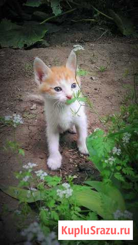 Котенок Волгодонск - изображение 1