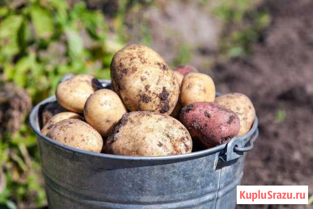Картофель на еду Качканар - изображение 1