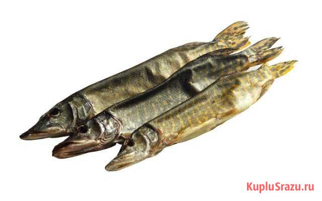 Купить Щуку В Екатеринбурге Цена