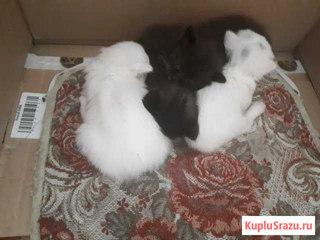 Котята Златоуст - изображение 1