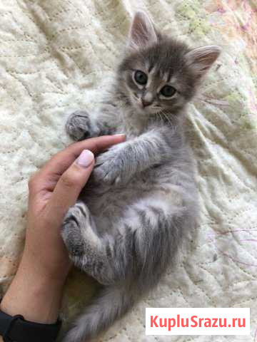 Котята в добрые руки Саров - изображение 1