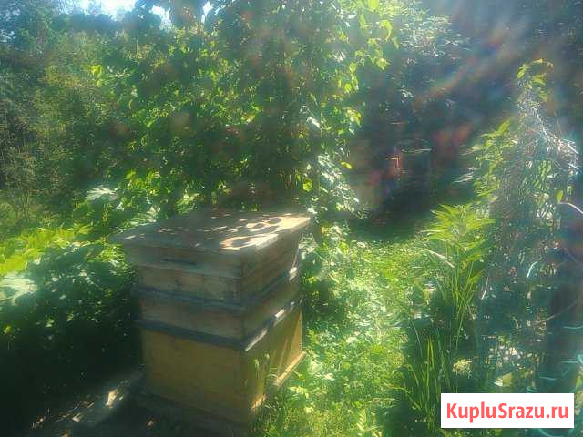 Продукты питания Луга - изображение 1