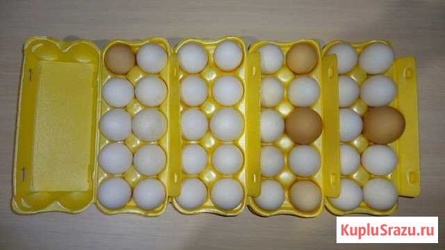 Домашние куриные яйца Сертолово - изображение 1