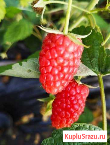 Для дачи малина Большие Колпаны - изображение 1