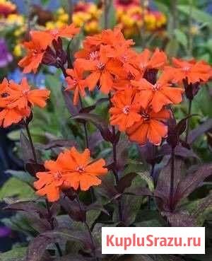 Многолетние растения Бийск - изображение 1