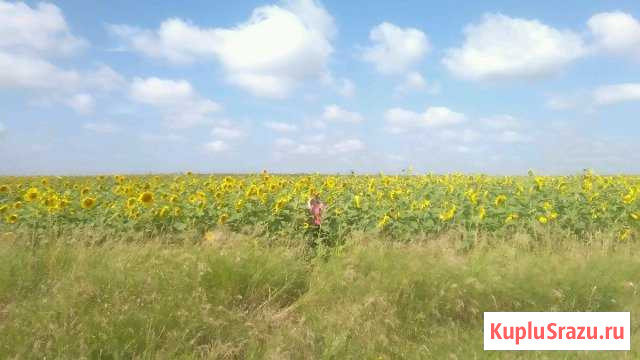 Покос травы Бийск - изображение 1