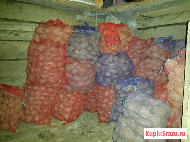 Картофель отборный Архангельск - изображение 1