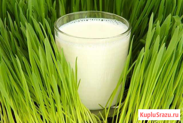 Молоко козье Архангельск - изображение 1