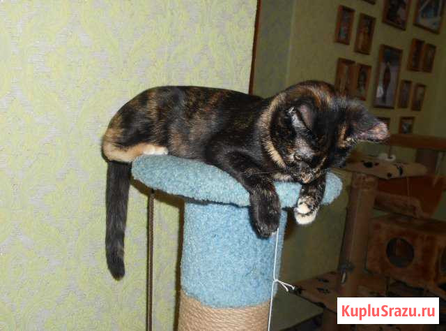 Беатрис, 6 мес. стерилизована,привита Салават - изображение 1