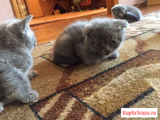Продам котят Алексеевка - изображение 1