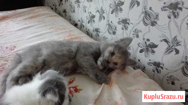 Отдам в добрые руки Клинцы - изображение 1