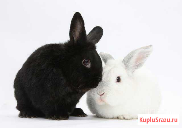 Кролики Клетня - изображение 1