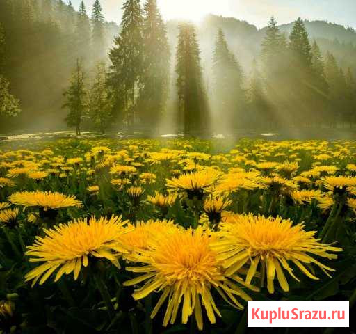  Муром - изображение 1