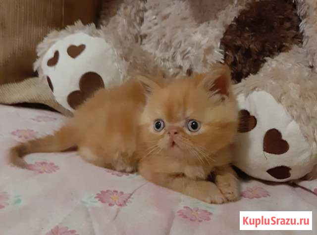 Шикарные котята Волгоград - изображение 1