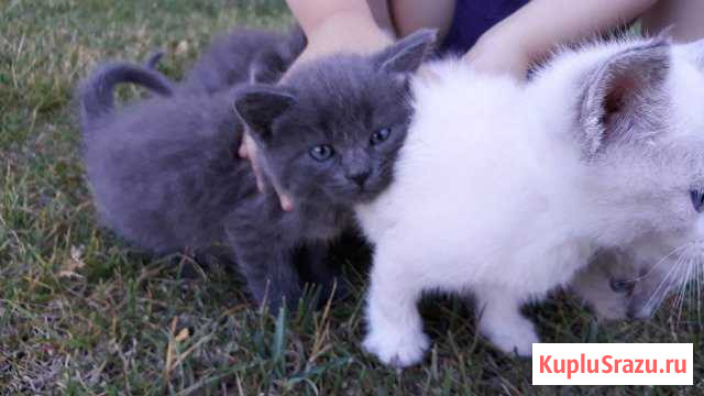 Котята Лиски - изображение 1