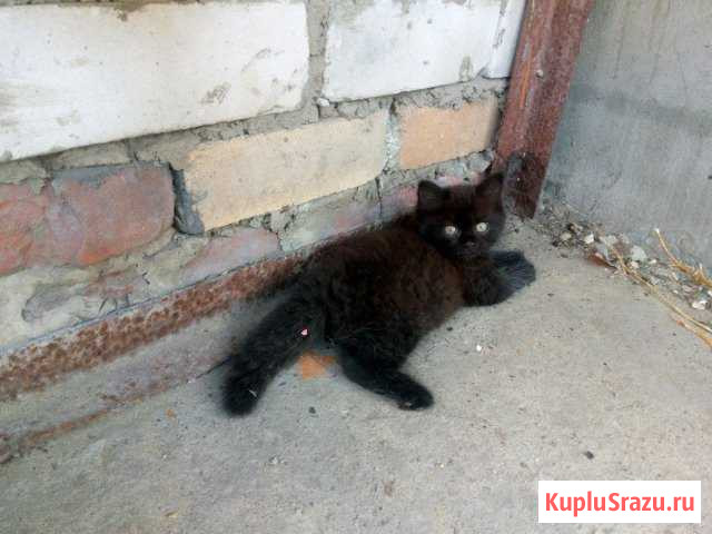 Котята Лиски - изображение 1