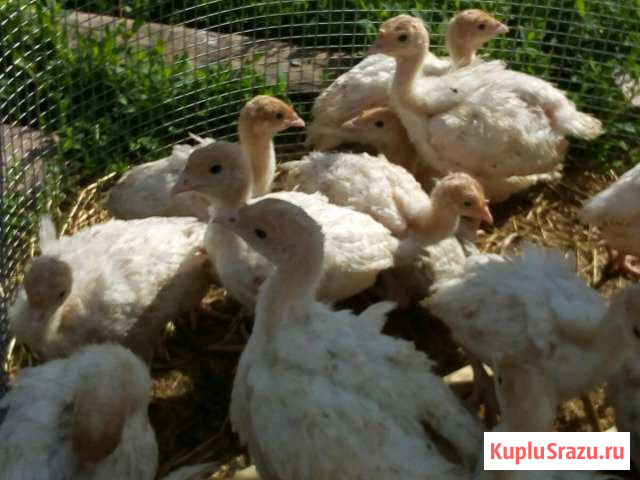 Индюшата Конвертер Воронеж - изображение 1