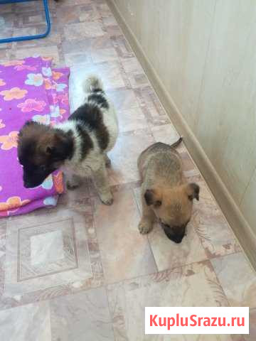Щенки-очаровашки Биробиджан - изображение 1