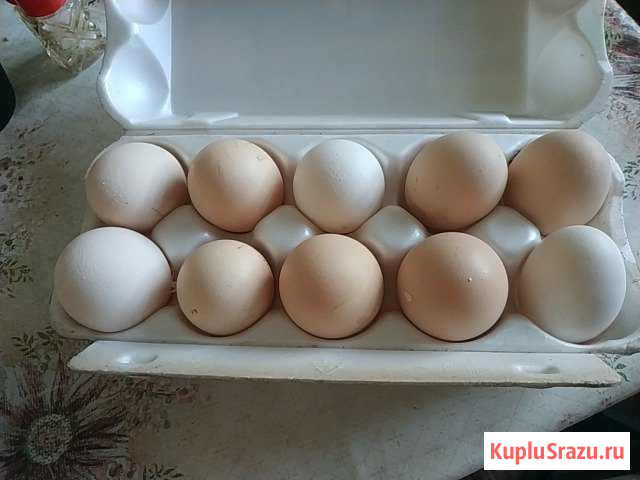 Яйцо куриное, от домашних кур Шуя - изображение 1