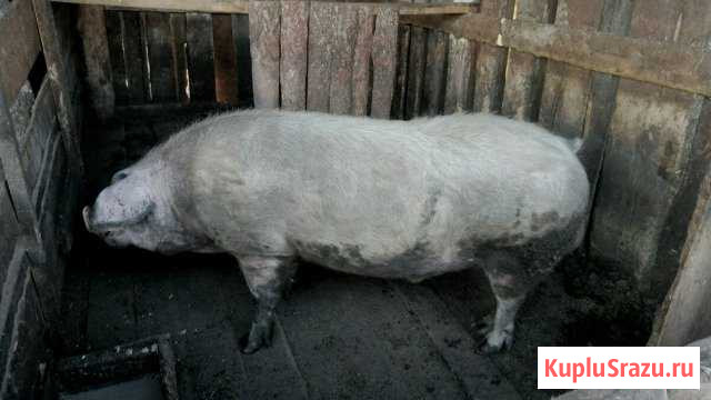 Хряк-Ландрас Усть-Ордынский - изображение 1