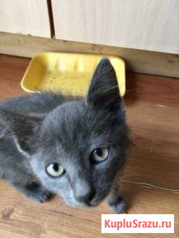 Котята Нальчик - изображение 1