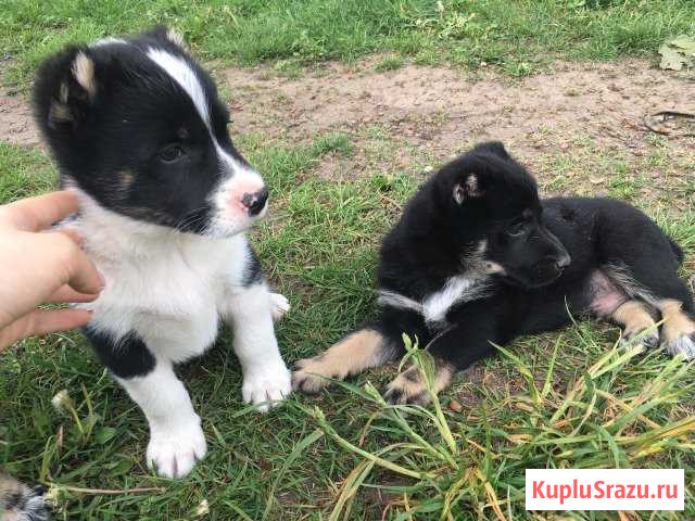 Животные Калининград - изображение 1