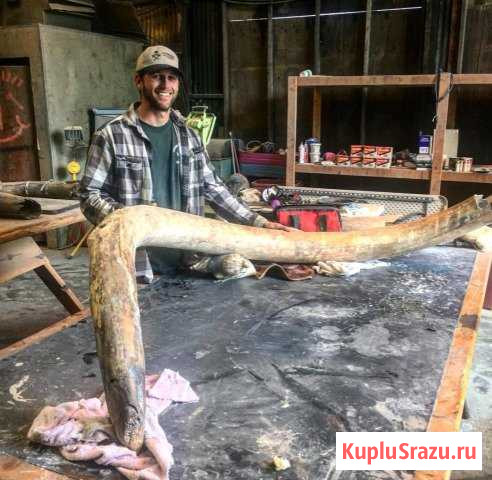Бивень мамонта Белово - изображение 1