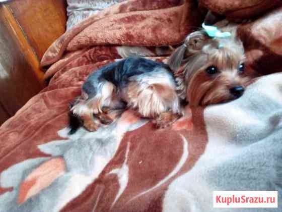 Йорк кобель (вязка) Кемерово