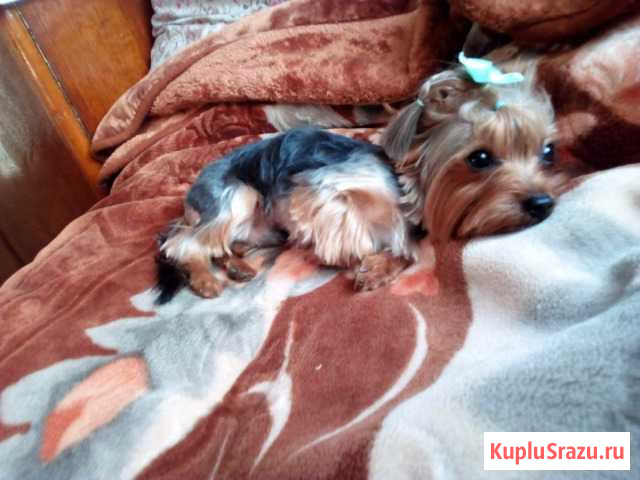 Йорк кобель (вязка) Кемерово - изображение 1