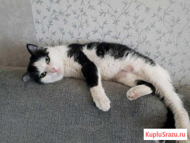 Отдам кошку Новокузнецк - изображение 1