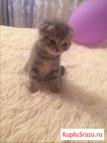 Котёнок Киселевск - изображение 1