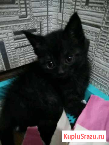 Котята Мыски - изображение 1