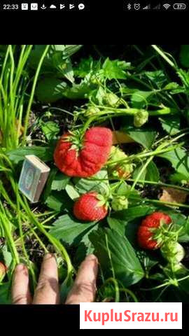 Домашняя клубника Дмитров - изображение 1