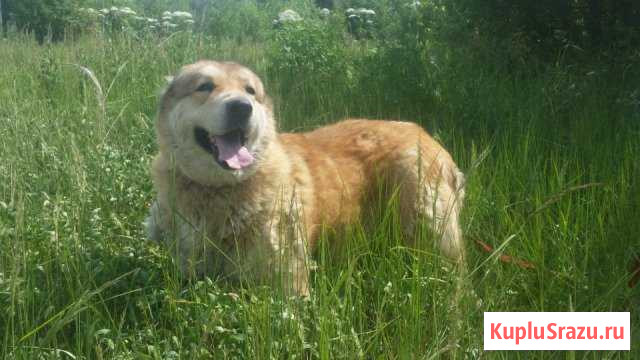 Власта яркая охрана в дар Кокошкино - изображение 1
