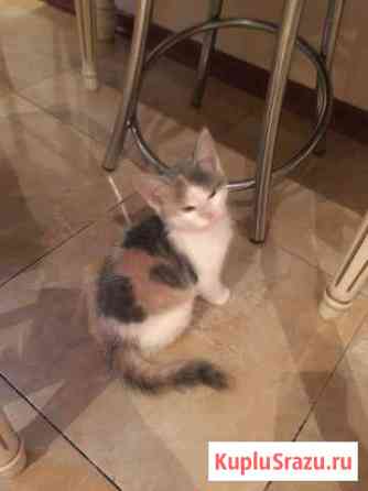 Котёнок девочка Королев