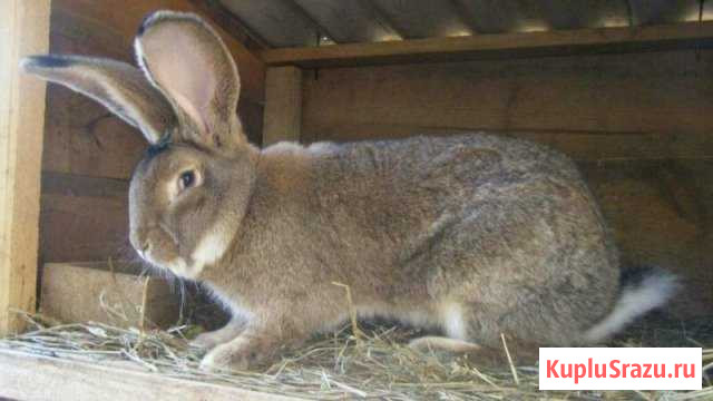Кролики на мясо и разведения Мещерино - изображение 1