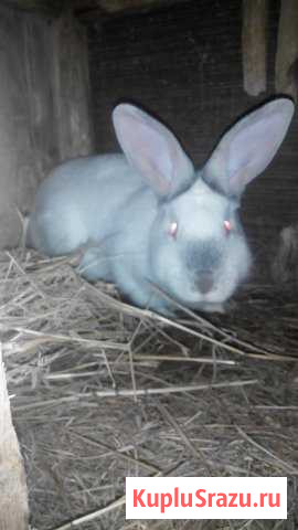 Кролики и мясо Мещерино - изображение 1