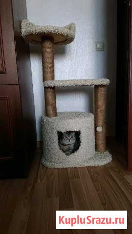 Домик для кошечки Ивантеевка - изображение 1