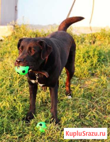 Метис Домодедово - изображение 1