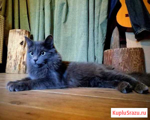 Кошечка (10мес) в добрые руки Долгопрудный - изображение 1
