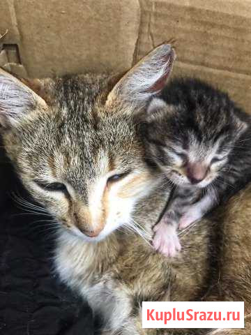 Три кота «Нет,два кота и одна кошечкаМяяяу» Чехов - изображение 1