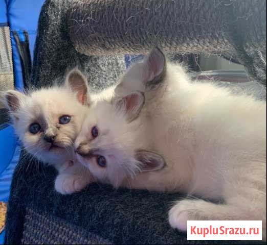 Котята Священной Бирмы Голицыно - изображение 1