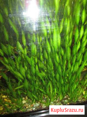 Вальсинерия улитки Домодедово - изображение 1