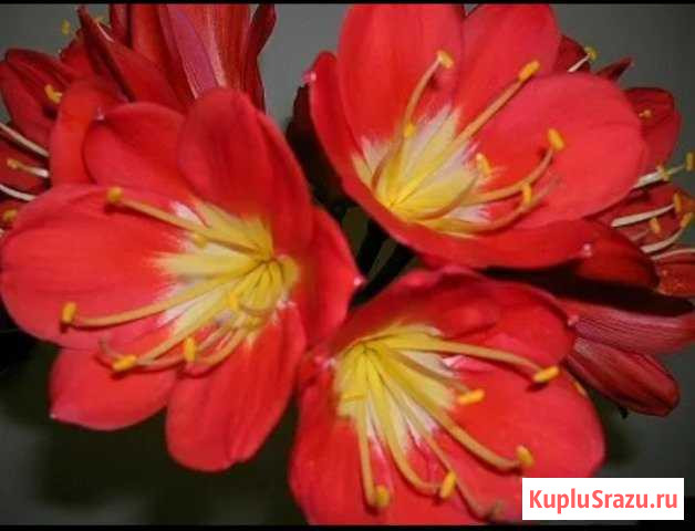Кливия семена Электросталь - изображение 1
