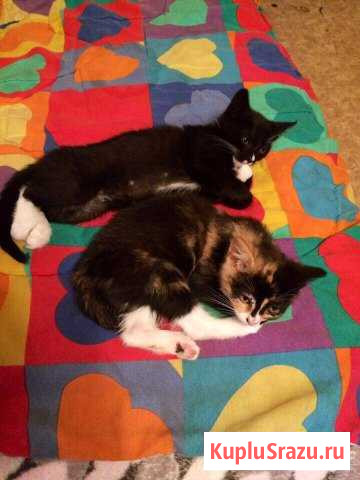 Кошки Ногинск - изображение 1