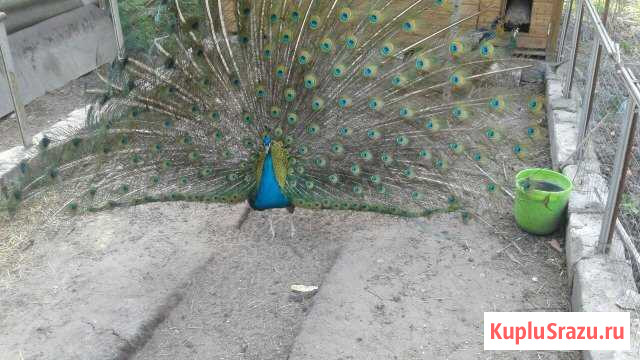 Яйца павлинов на заказ для инкубации Домодедово - изображение 1