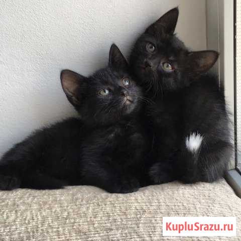 Отдам котят от умной кошки-крысоловки Курганинск - изображение 1