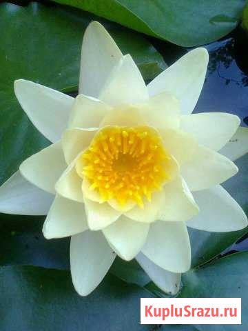 Нимфея Новороссийск - изображение 1