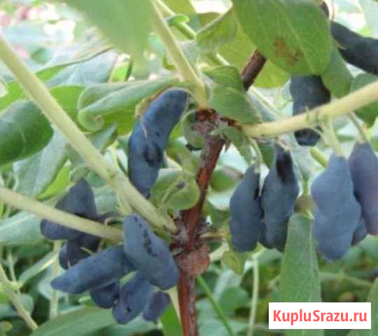 Жимолость Речицы - изображение 1