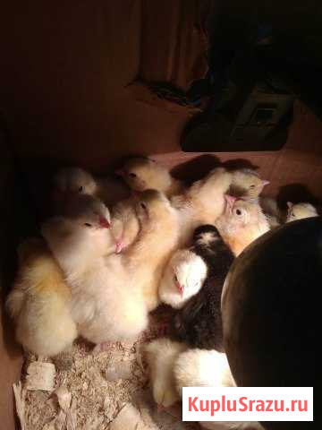 Цыплята брама Бийск - изображение 1